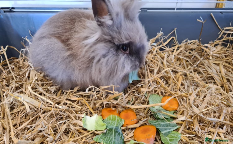 Lionhead rabbits - Advert 14