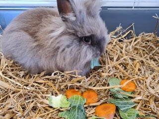 Lionhead rabbits - Advert 2