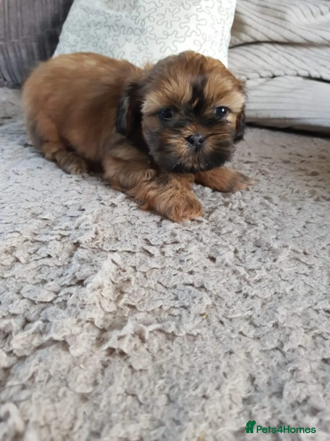 Shih Tzu dogs for stud: Shih tzu stud (Proven) not for sale in Glasgow - Advert 13