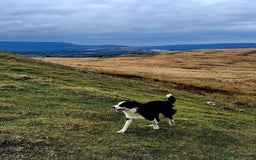 Border Collie dogs for sale: Border collie pups for sale  - Image 31