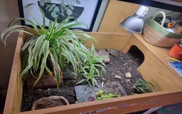 Hermann Tortoise reptiles for sale: Herman Tortoise and set up - Image 2