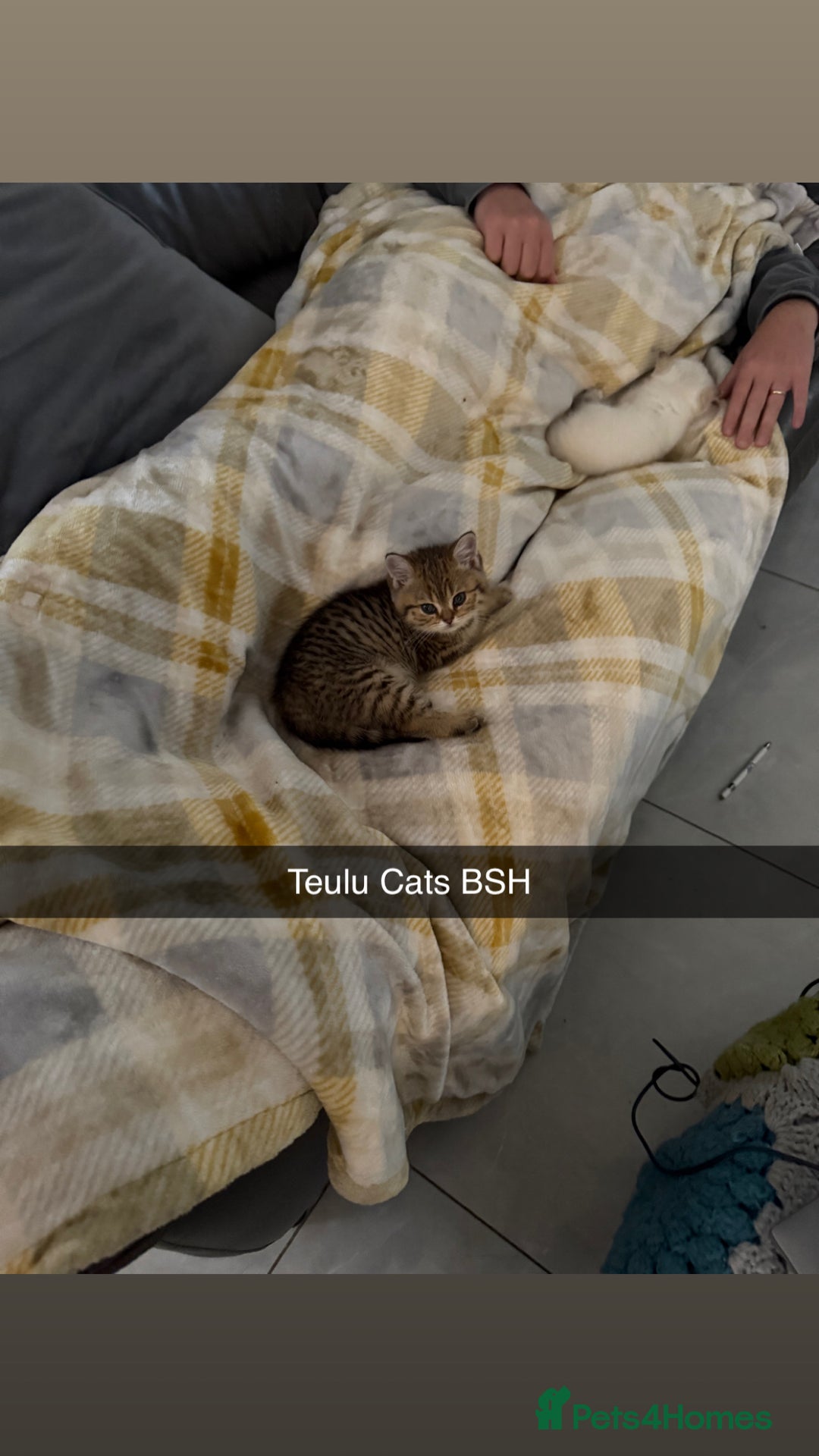 British Shorthair cats for sale: SOLD Sired by Champion FIFE dad -  Golden BSH - Image 32