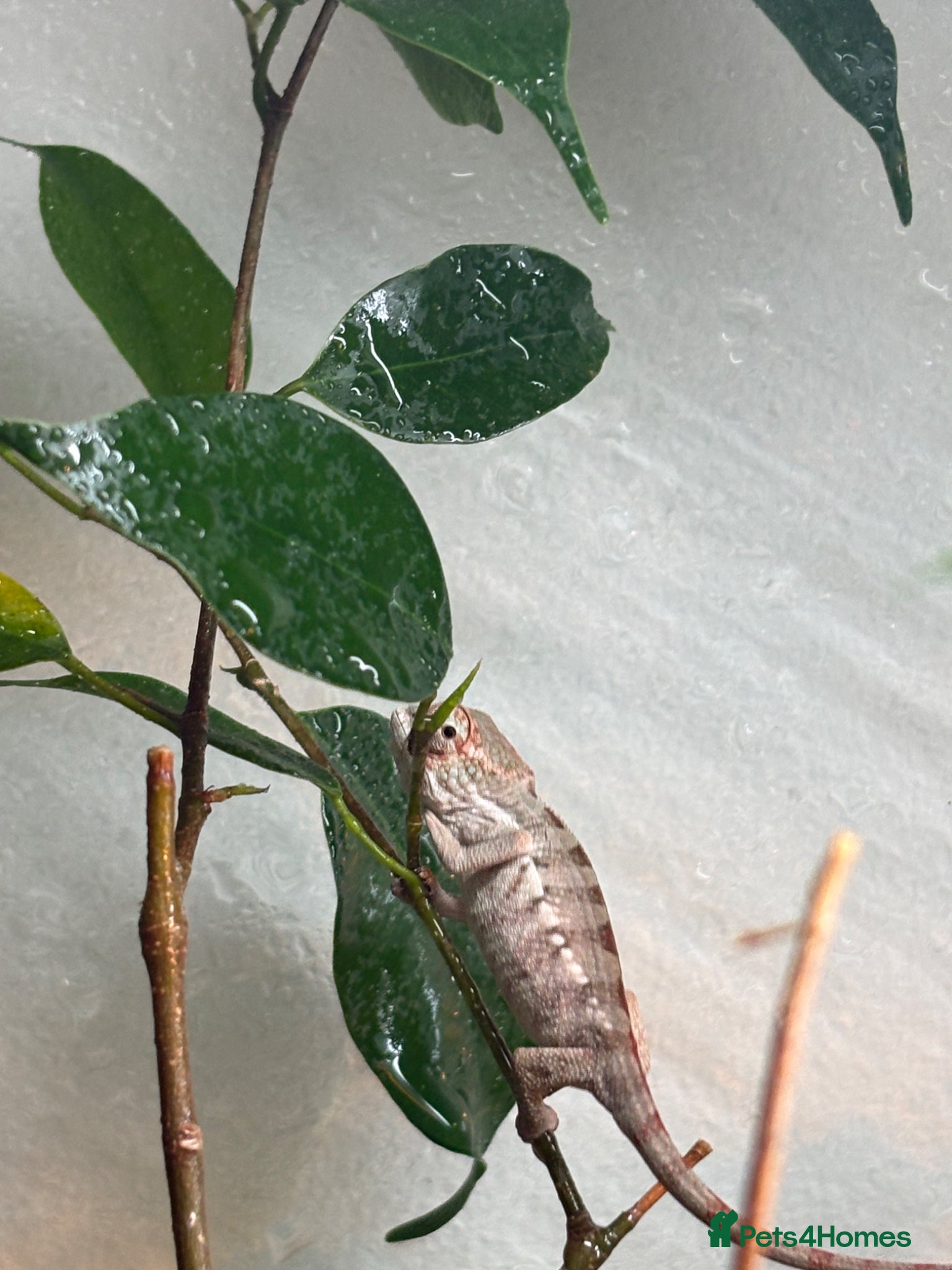 Chameleon reptiles Blue Ambanja Panther Chameleons  - Advert 1