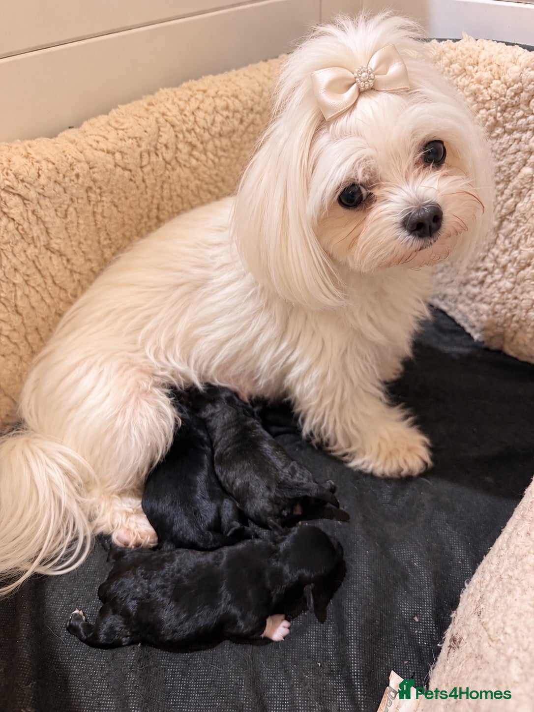 Maltipoo dogs for sale: Korean/asian maltipoo puppies  - Advert 1