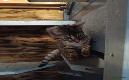 Bengal cats for sale: G5 pure Bengal kitten - Image 5