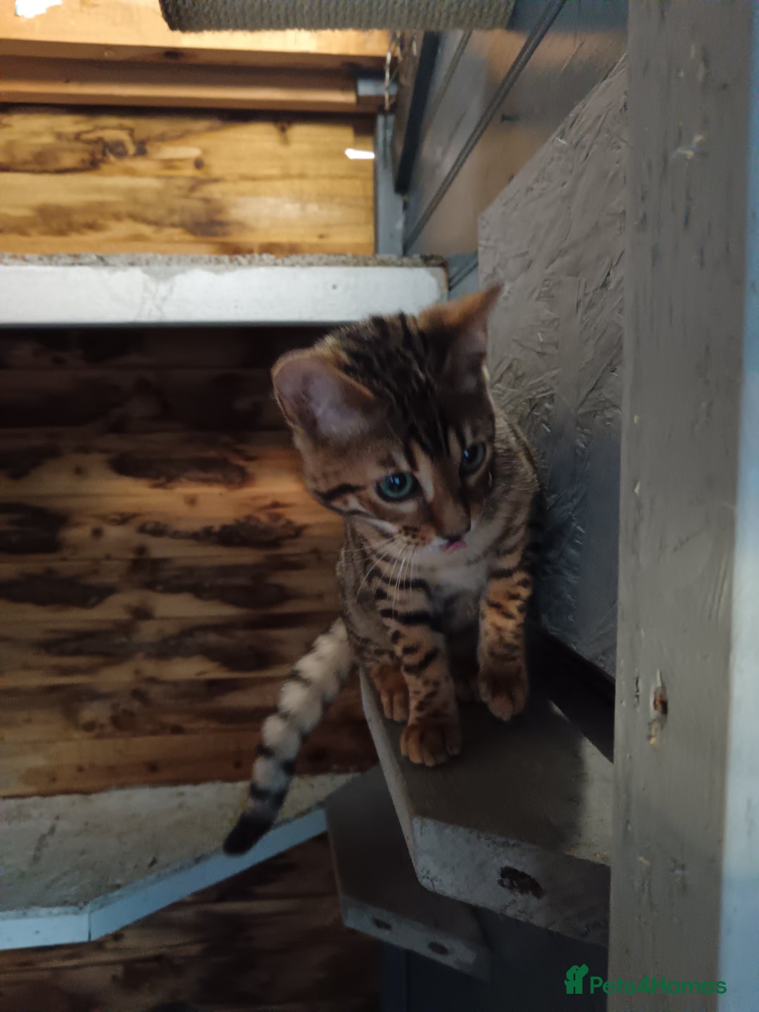 Bengal cats for sale: G5 pure Bengal kitten - Image 5