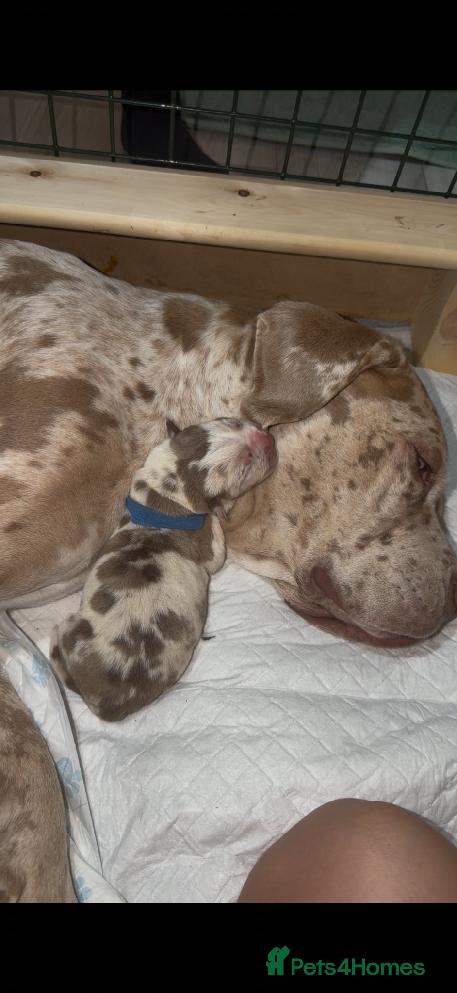 Cane Corso dogs ✨Amazing Merle cane corso x Bandog puppies ✨ - Advert 19