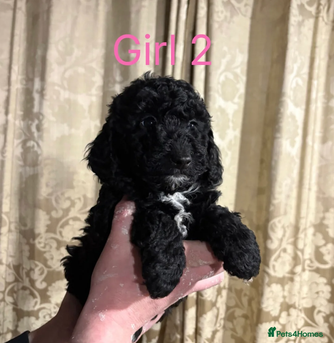 Mini Goldendoodle dogs for sale: Miniature Goldendoodle Puppies - Merle available  - Advert 2