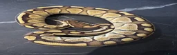 Python Snake reptiles for sale: Ball python hatchlings  - Advert 1