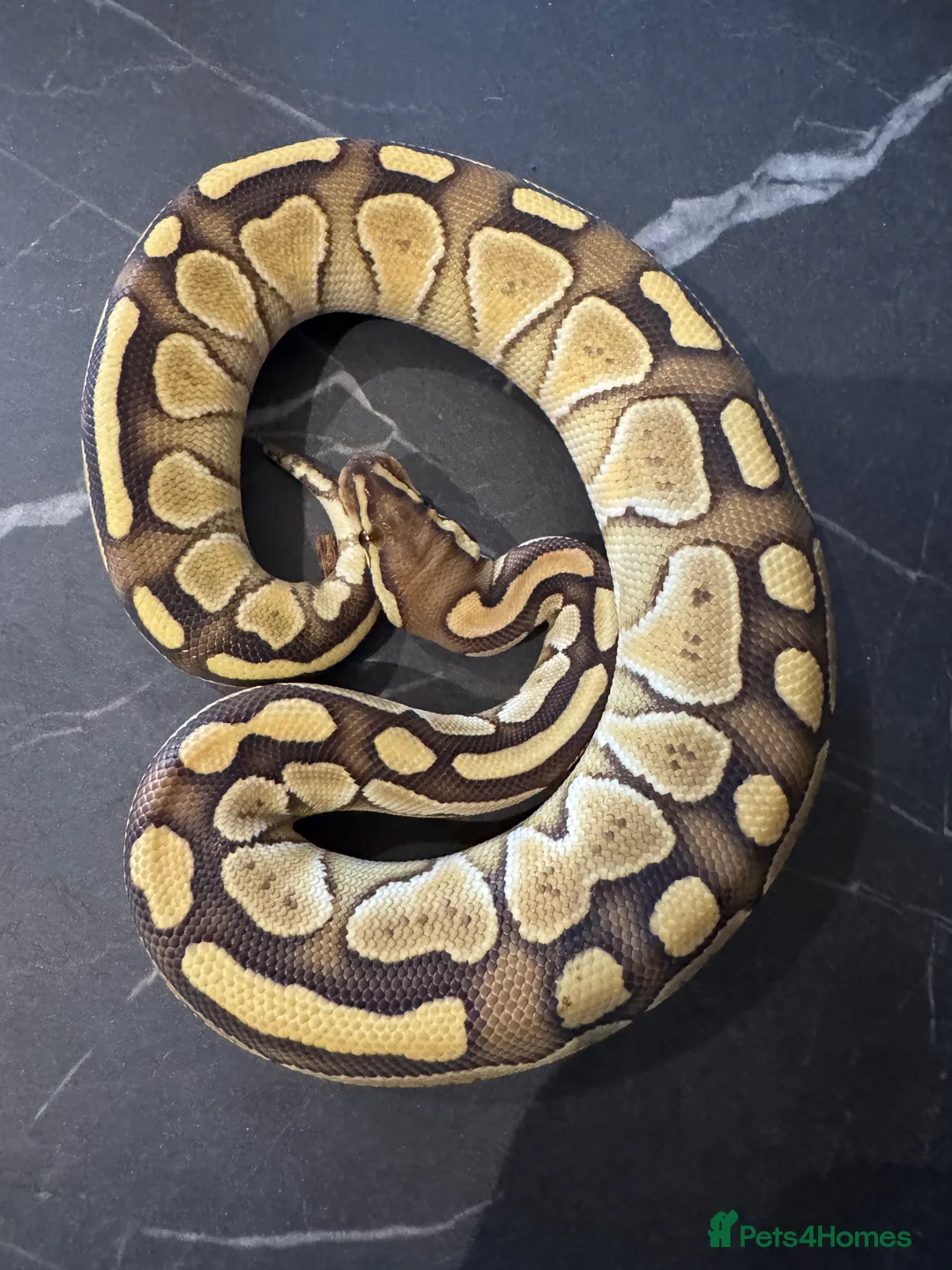 Python Snake reptiles for sale: Ball python hatchlings  - Advert 1