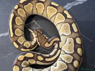 Python Snake reptiles Ball python hatchlings - Advert 20