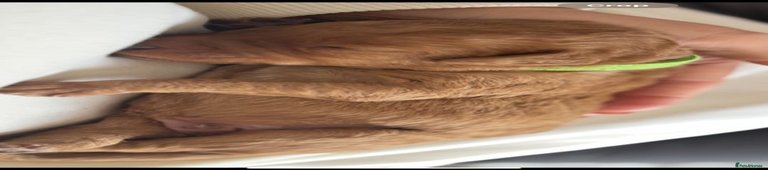 Labradoodle Green Collar 