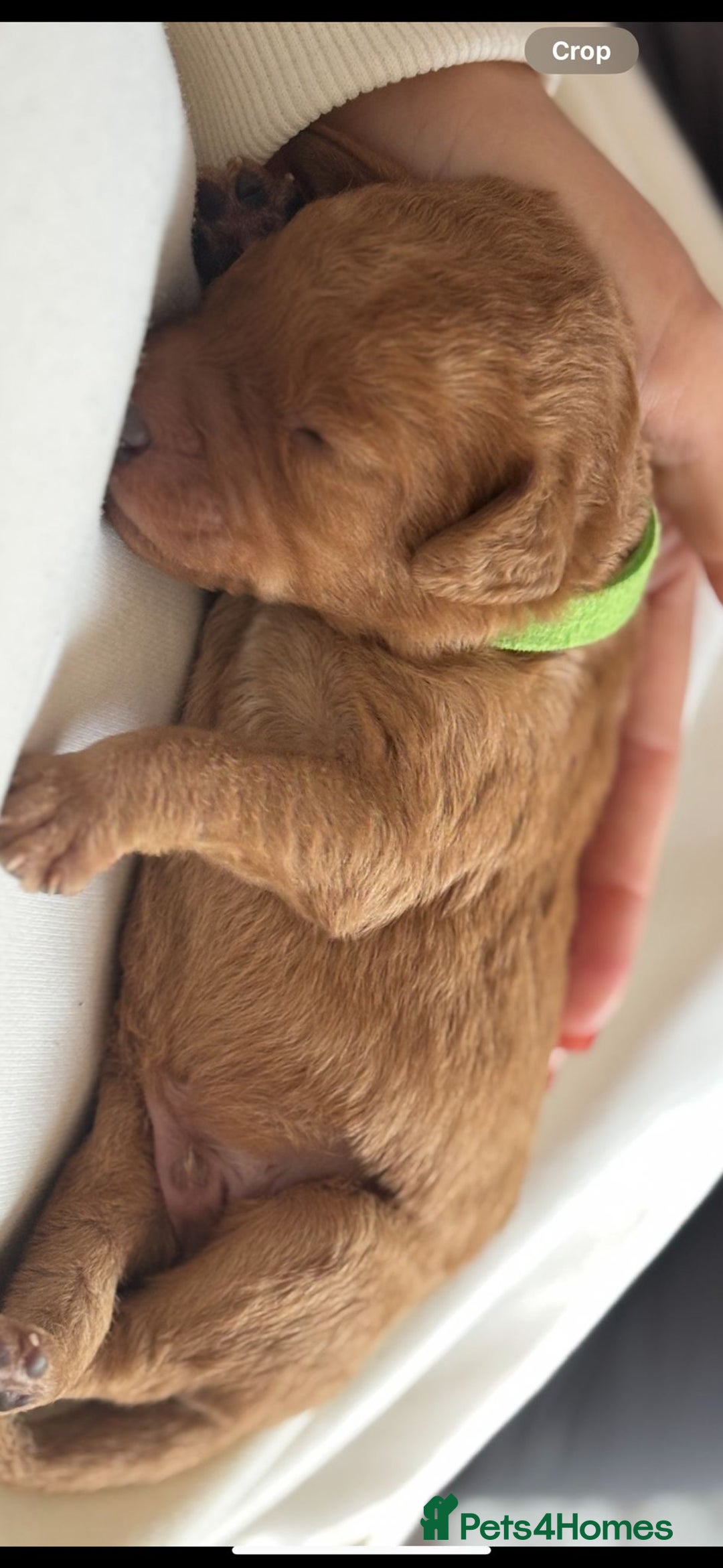 Labradoodle dogs for sale: F1 Toy / Miniature Labradoodles  - Advert 15