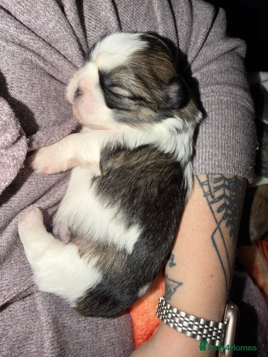 Shih Tzu dogs for sale: Shih Tzu’s  - Advert 32