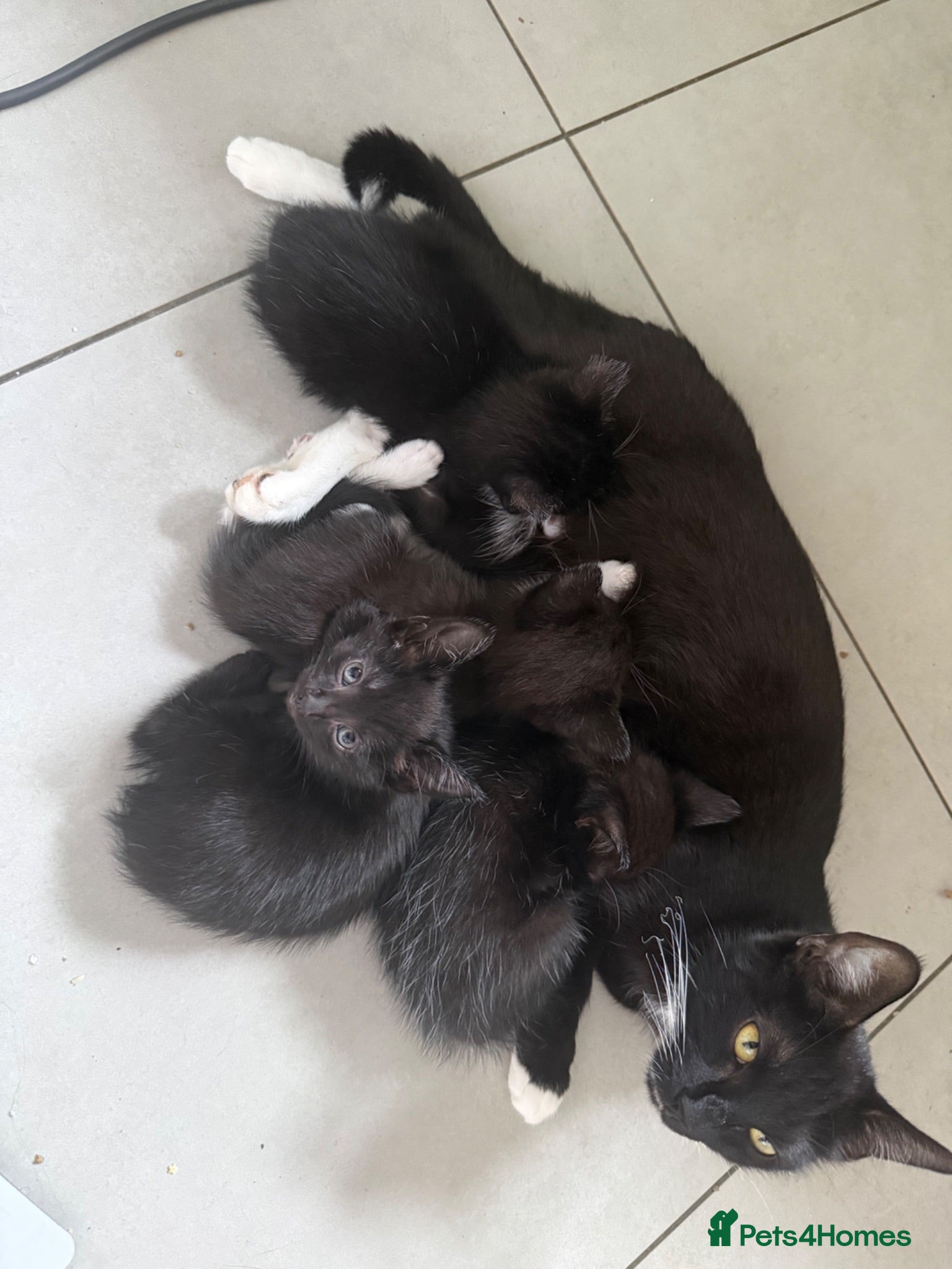 Mixed Breed cats 5 kittens available now - Advert 2