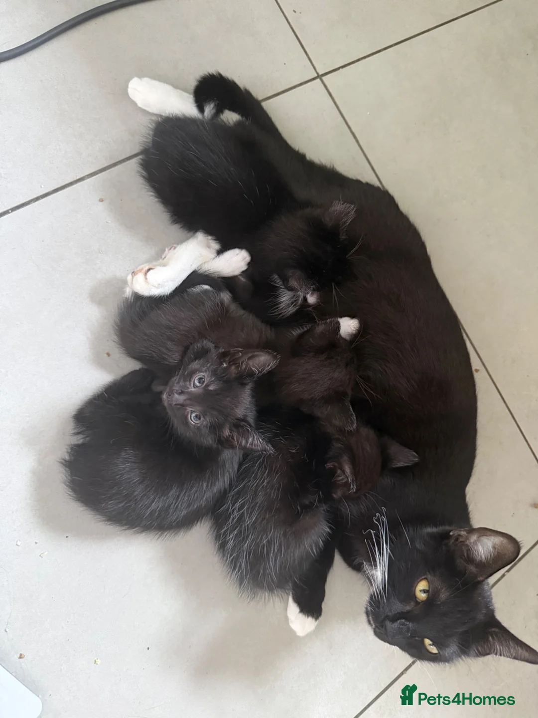 Mixed Breed cats for sale: 5 kittens available now - Advert 1