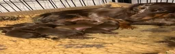 Miniature Dachshund dogs for sale: Stunning KC Reg Miniature Long Haired Litter  - Advert 3
