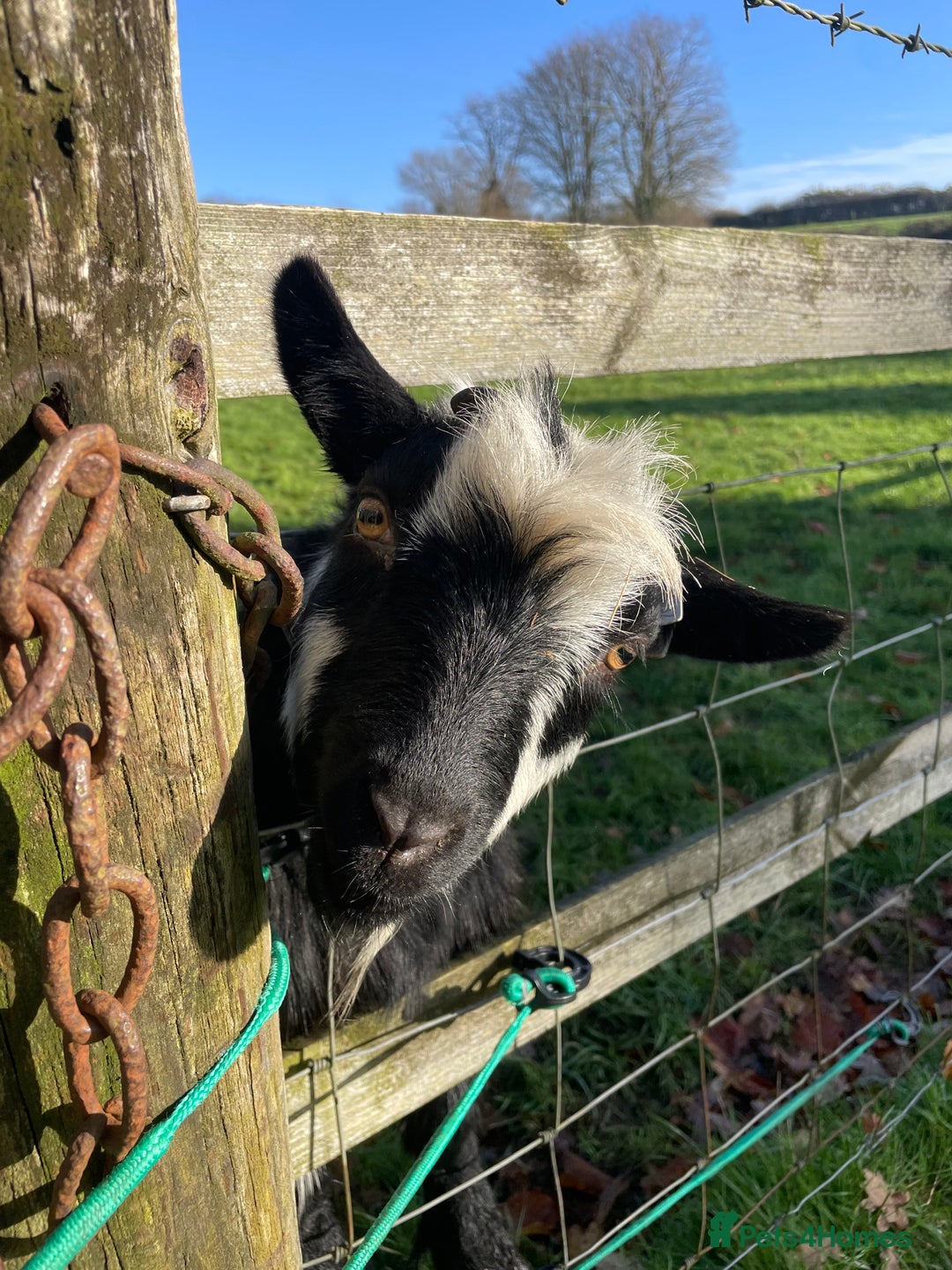 Goats livestock for sale: Three gorgeous male Pygmy goats. Must go together. - Advert 1