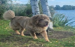 Shar Pei dogs for stud: TOP QUALITY -BEAUTIFUL BEARCOAT STUD in Wetherby - Image 2