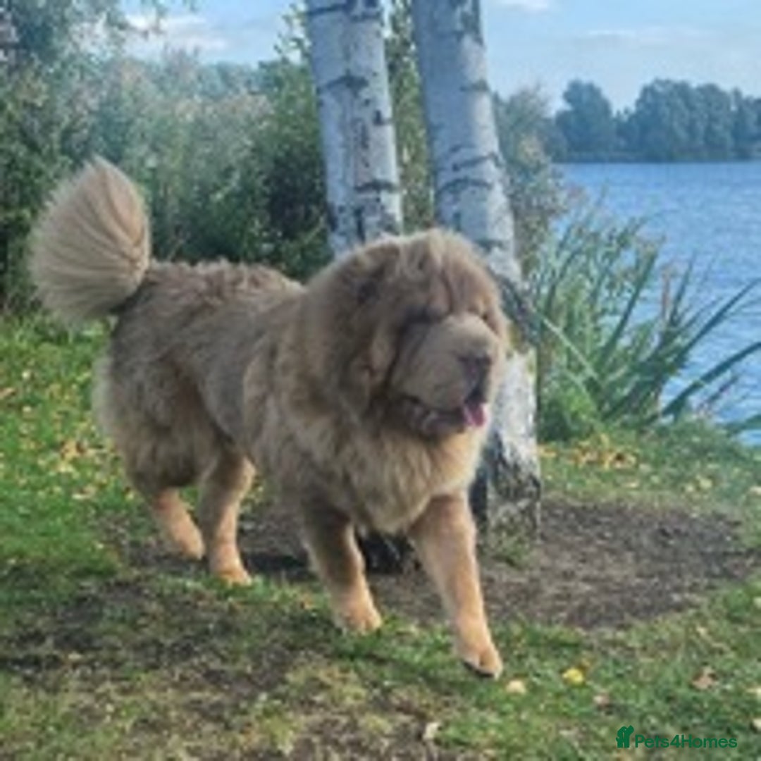 Shar Pei dogs for stud: TOP QUALITY -BEAUTIFUL BEARCOAT STUD in Wetherby - Image 2