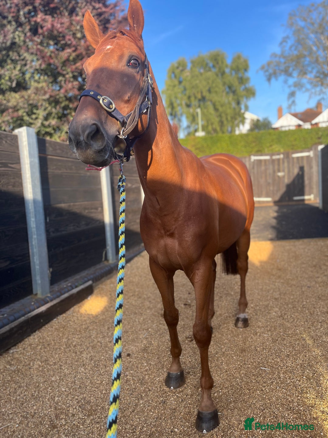 Irish Thoroughbred horses for sale: Fabulous Big Red - Image 5