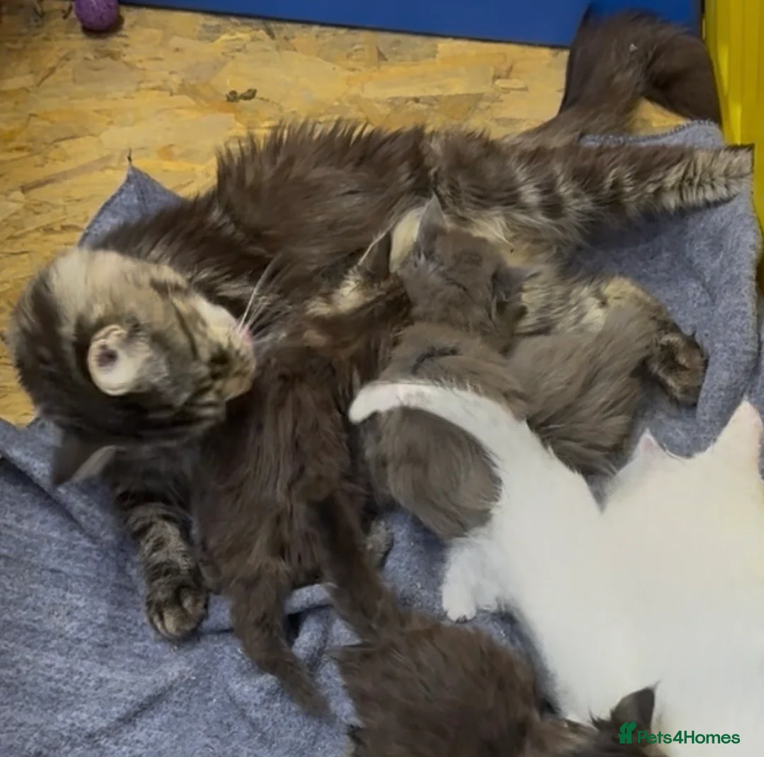 Maine Coon cats for sale: Mainecoon  - Advert 2