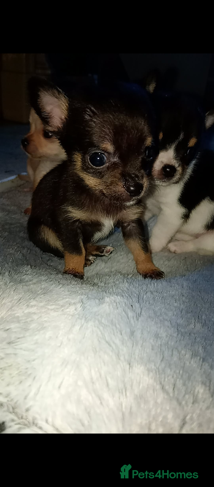 Chihuahua dogs Chihuahua pups - Advert 9