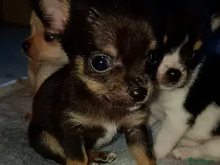 Chihuahua dogs Chihuahua pups - Advert 9