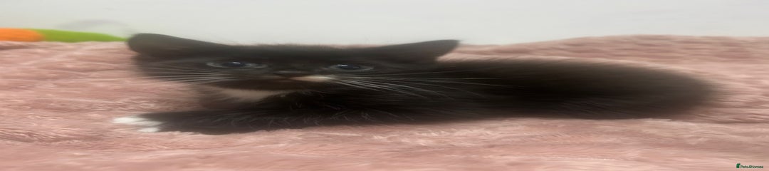 Mixed Breed Kitten 3