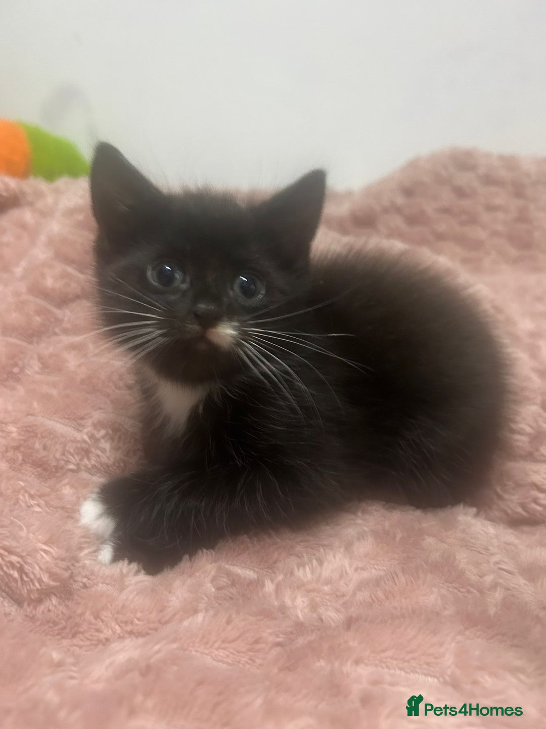 Mixed Breed cats for sale: 3 cute female kittens for sale  - Image 2