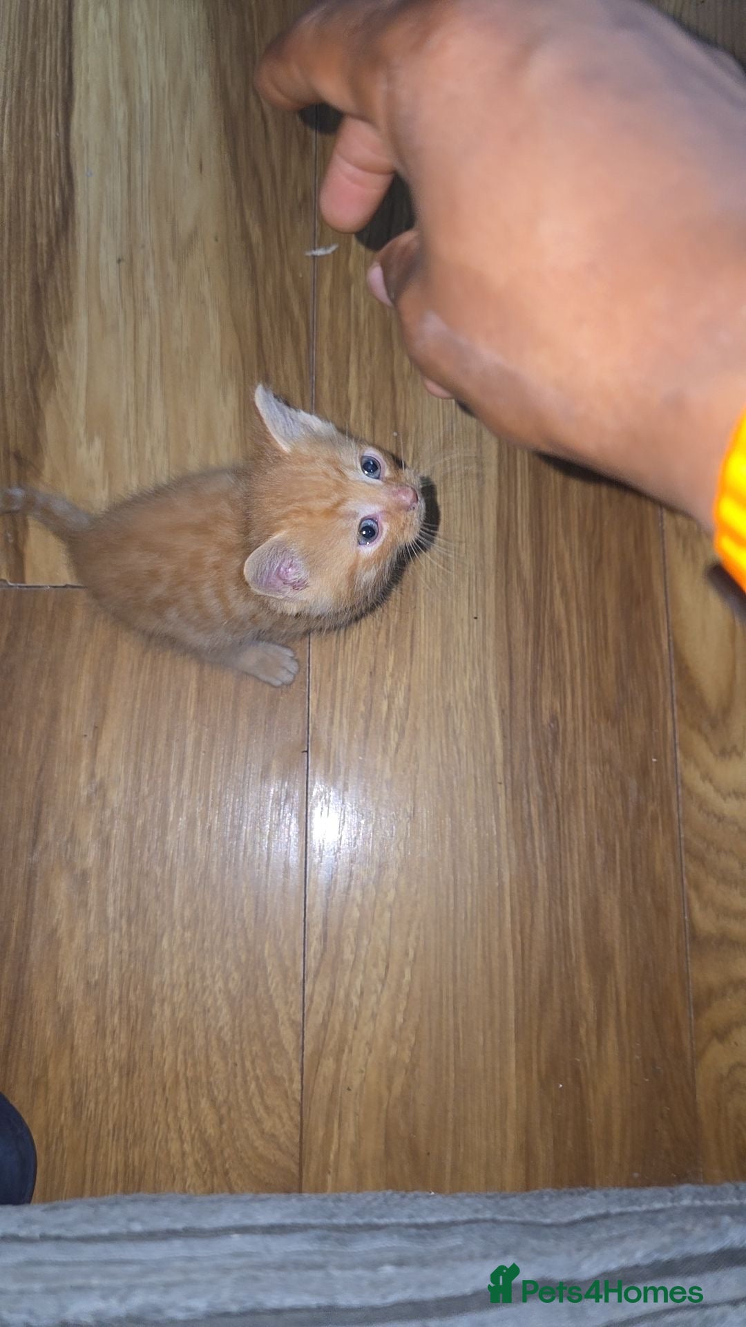 Mixed Breed cats for sale: Ginger kittens 4 left - Image 2