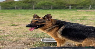 German Shepherd dogs - Advert 1