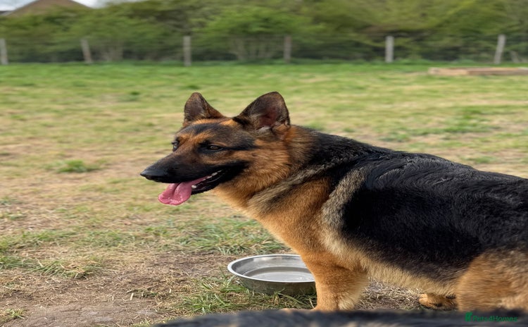 German Shepherd dogs - Advert 3