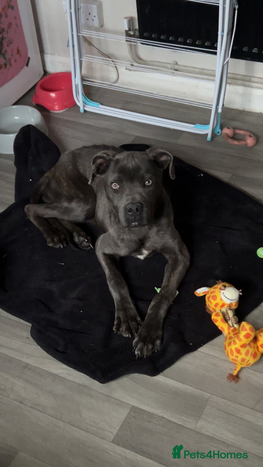 Cane Corso dogs for sale: 6-7 month old Male cane corso - Advert 3