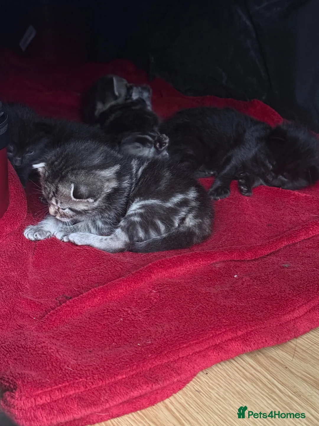 Mixed Breed cats for sale: mixed babies - Advert 1