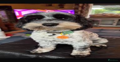 Cockapoo dogs - Advert 10