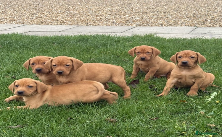 Mixed Breed dogs - Advert 3