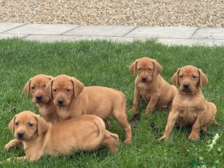 Mixed Breed dogs Vizslador - Advert 6