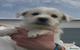 West Highland Terrier dogs for sale: West Highland Terrier pups Dad show bloodlines - Image 13