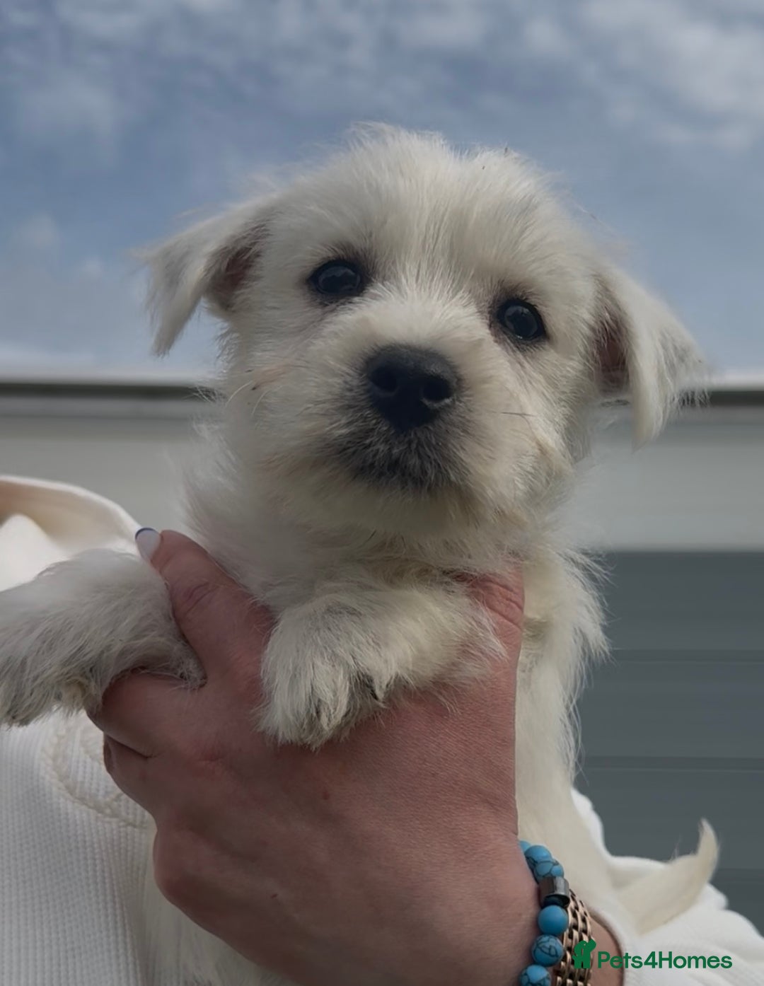 West Highland Terrier dogs for sale: West Highland Terrier pups Dad show bloodlines - Image 13