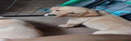Labrador Retriever dogs for sale: 2 beautiful lab pups  in Midhurst - Advert 2