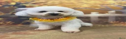 Bichon Frise dogs for sale: Champion Pedigree Bichon Frise Puppies in Maldon - Advert 14