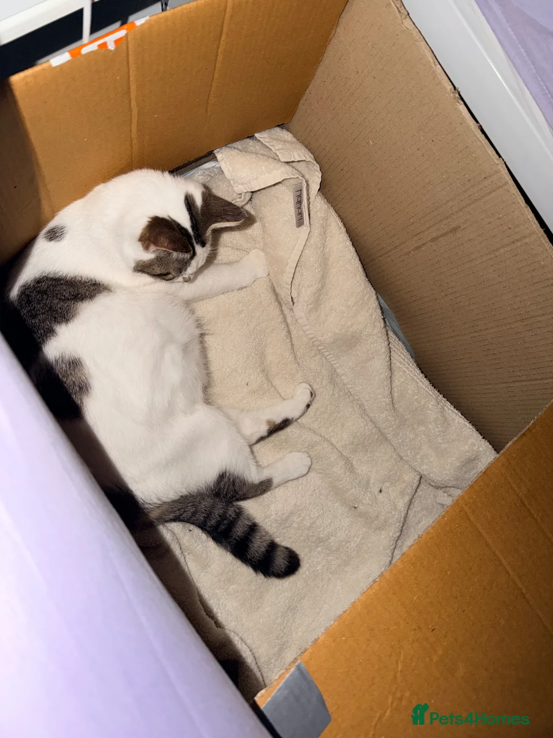 Mixed Breed cats for sale: Two beautiful boys  - Advert 1