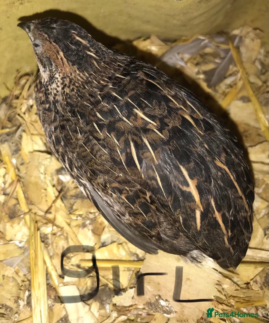 Quail poultry for sale: QUAILS/CHINESE PAINTED BUTTONS ! - Advert 4