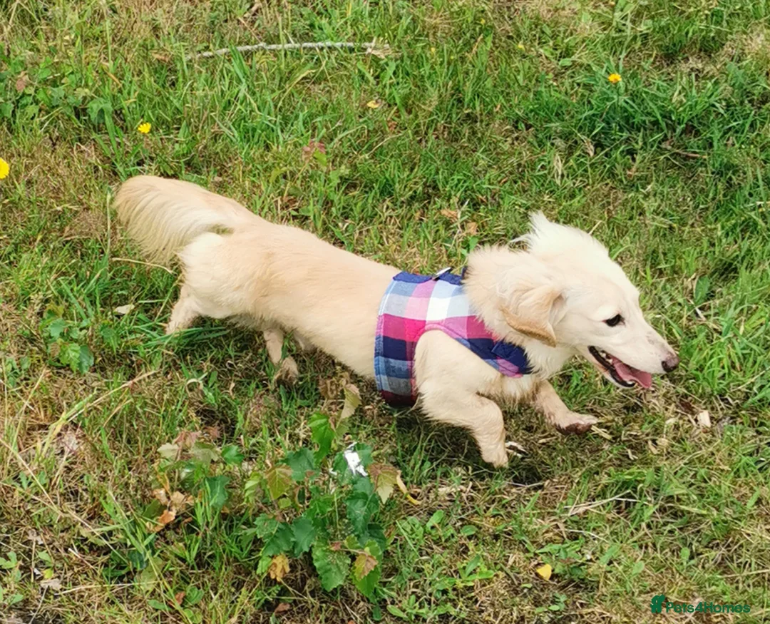 Miniature Dachshund dogs for stud: Falcor for Stud only in Wisbech - Advert 5