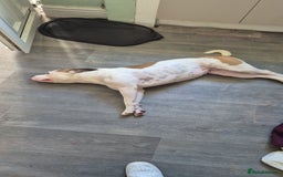 Mixed Breed dogs for sale: Needs a good home - Image 3