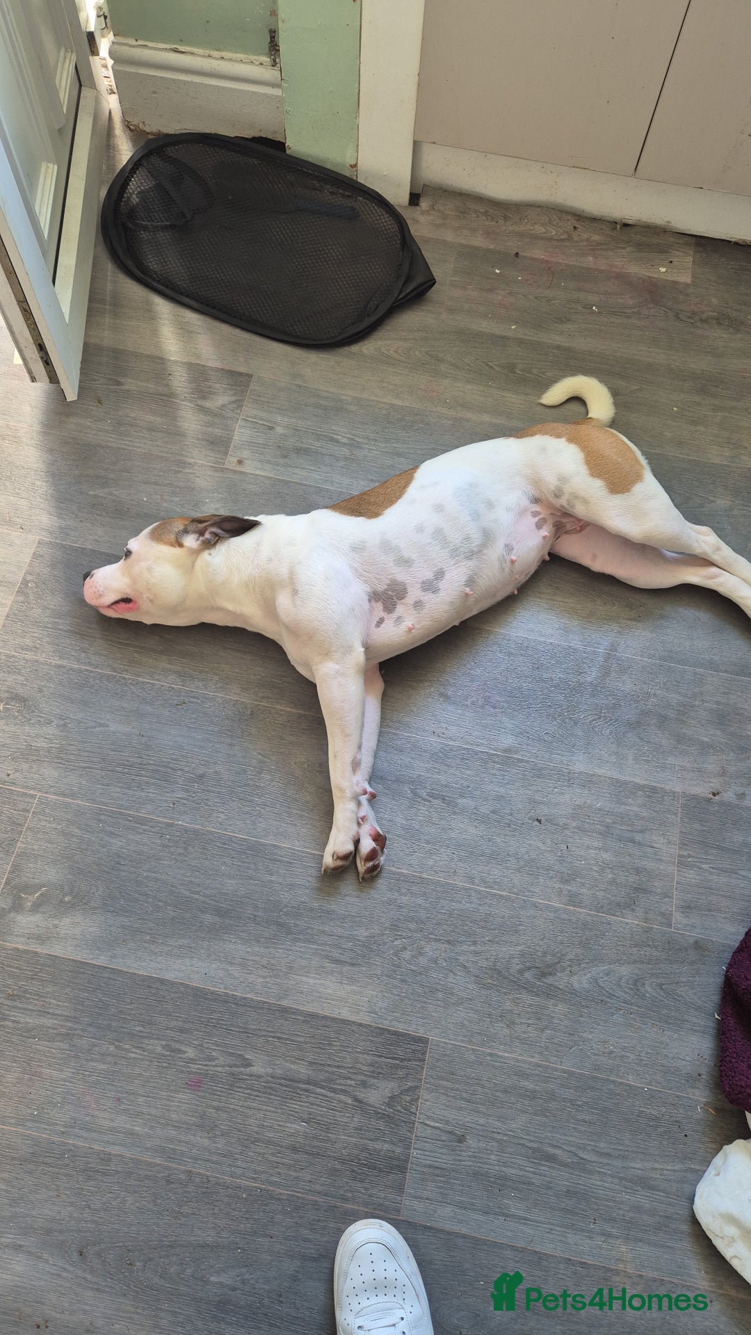 Mixed Breed dogs for sale: Needs a good home - Image 3