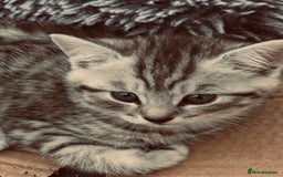 British Shorthair cats for sale: Silver tipped British Shorthair kittens  - Image 15