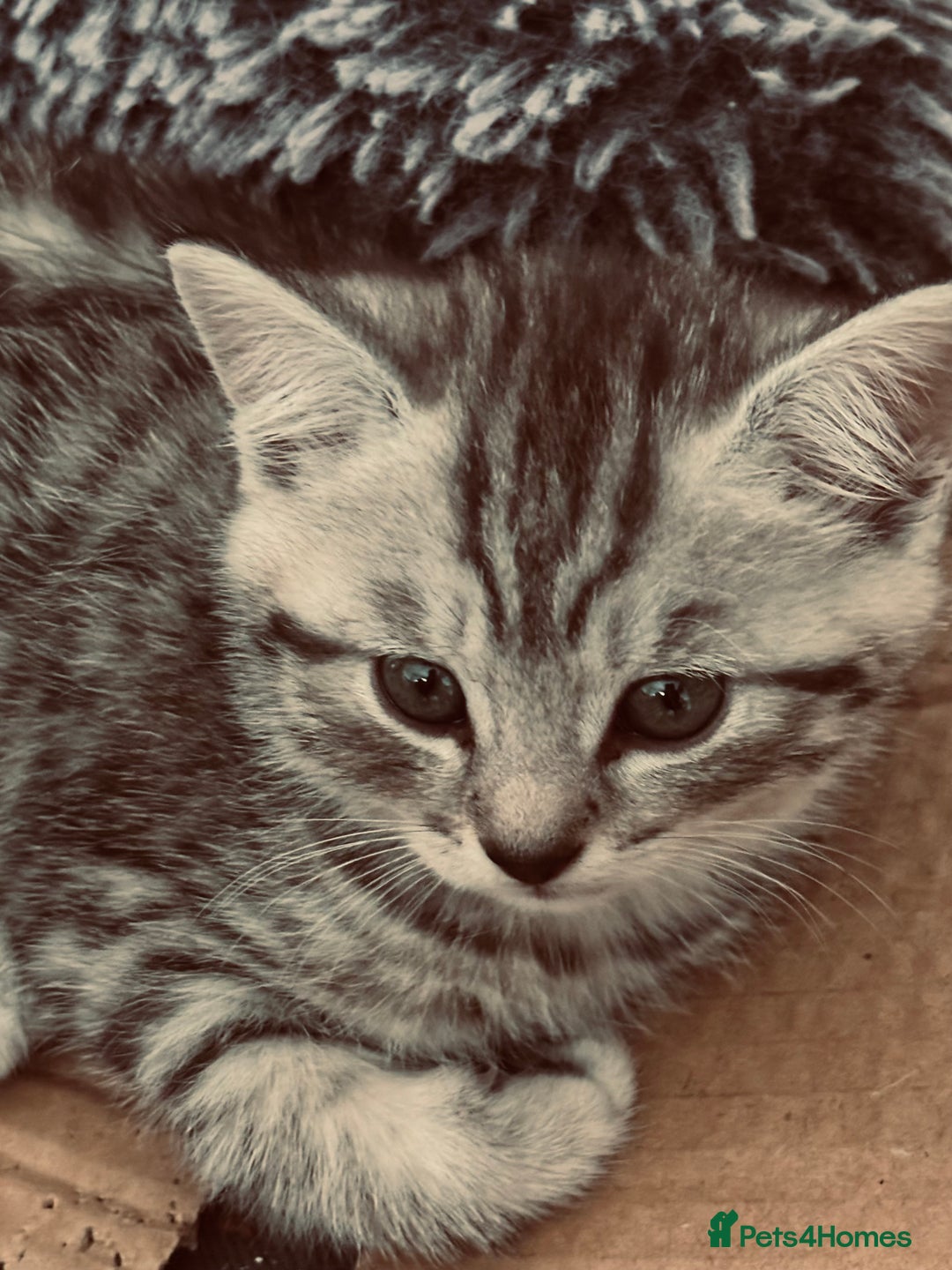British Shorthair cats for sale: Silver tipped British Shorthair kittens  - Image 15