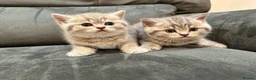 British Shorthair cats for sale: Stunning British shorthair kittens - Advert 6